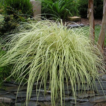 Grīslis, mūžzaļais 'Evergold' /Carex oshimensis/ - P12 kont.