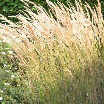 Ciesa, asmatu 'Karl Foerster' /Calamagrostis acut./ - C2,5 kont.