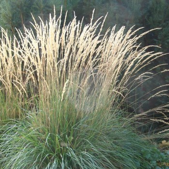 Ciesa, īsmatiņu 'Karl Foerster' /Calamagrostis acut./ - P12 kont.