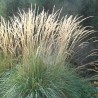 Ciesa, īsmatiņu 'Karl Foerster' /Calamagrostis acut./ - P12 kont.