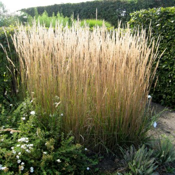 Ciesa, īsmatiņu 'Karl Foerster' /Calamagrostis acut./ - P12 kont.