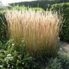 Ciesa, īsmatiņu 'Karl Foerster' /Calamagrostis acut./ - P12 kont.