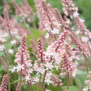 Tiarella 'Pink Skyrocket'...