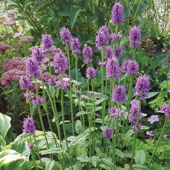 Sārmene, vilnainā 'Hummelo' /Stachys monieri/ - P9 kont.