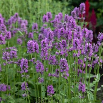 Notra, monjė 'Hummelo' /Stachys monieri/ - P9 kont.