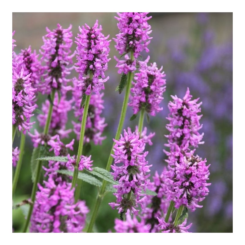 Sārmene, vilnainā 'Hummelo' /Stachys monieri/ - P9 kont.