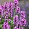 Sārmene, vilnainā 'Hummelo' /Stachys monieri/ - P9 kont.