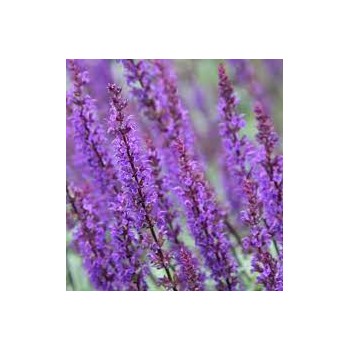 Salvija, birztalas 'Violetkönigin' /Salvia nemorosa/ - P12 kont.