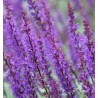Salvija, birztalas 'Violetkönigin' /Salvia nemorosa/ - P12 kont.