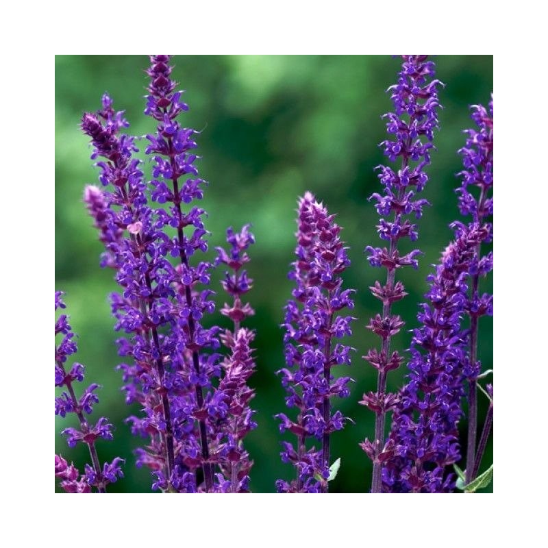 Salvija, birztalas 'Violetkönigin' /Salvia nemorosa/ - P12 kont.