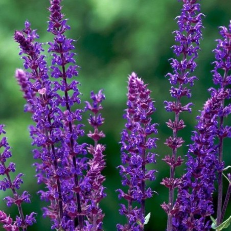 Salvija, birztalas 'Violetkönigin' /Salvia nemorosa/ - P12 kont.