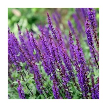 Salvija, birztalas 'Violetkönigin' /Salvia nemorosa/ - P12 kont.