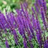 Salvija, birztalas 'Violetkönigin' /Salvia nemorosa/ - P12 kont.