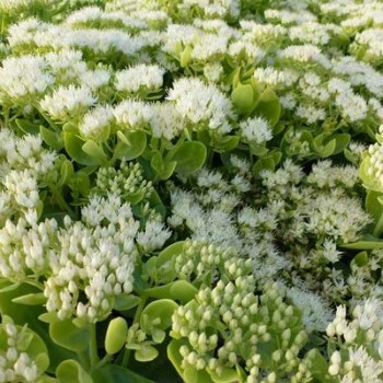 Laimiņš 'Iceberg' /Sedum...