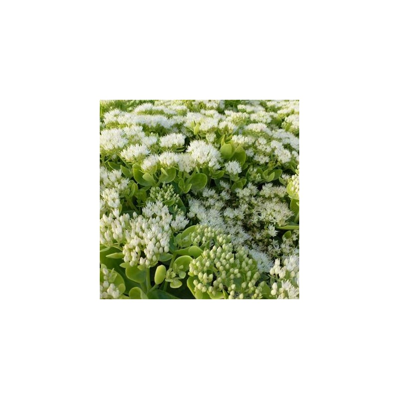 Laimiņš 'Iceberg' /Sedum spectabile/ - P12 kont.