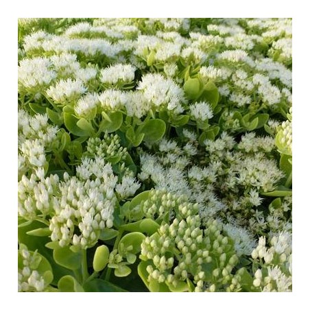 Laimiņš 'Iceberg' /Sedum spectabile/ - P12 kont.