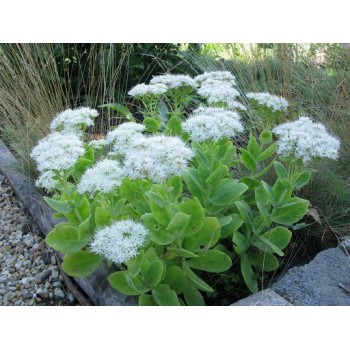 Laimiņš 'Iceberg' /Sedum spectabile/ - P12 kont.