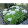 Laimiņš 'Iceberg' /Sedum spectabile/ - P12 kont.