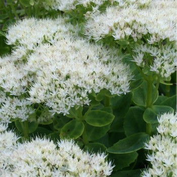 Laimiņš 'Iceberg' /Sedum spectabile/ - P12 kont.
