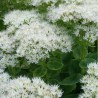 Laimiņš 'Iceberg' /Sedum spectabile/ - P12 kont.