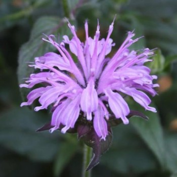 Monarda, dvīņziedu SUGAR BUZZ 'Blue Moon' /Monarda/ - C3 kont.