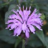 Monarda, dvīņziedu SUGAR BUZZ 'Blue Moon' /Monarda/ - C3 kont.