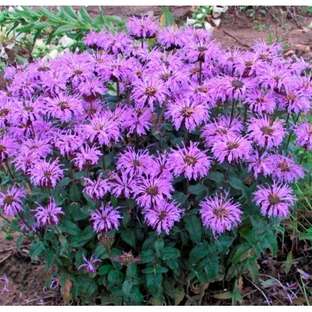 Monarda, dvīņziedu SUGAR BUZZ 'Blue Moon' /Monarda/ - C3 kont.