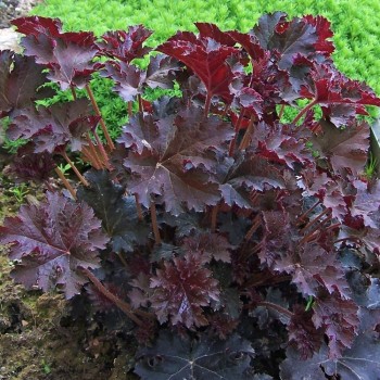 Heihēra 'Palace Purple' /Heuchera/