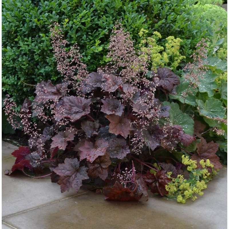 Heihēra 'Palace Purple' /Heuchera/