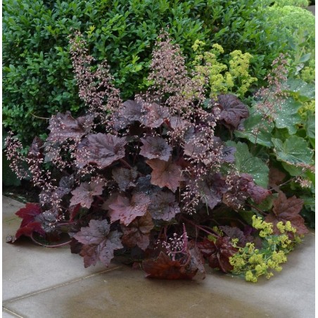 Heihēra 'Palace Purple' /Heuchera/