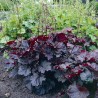 Heihēra 'Palace Purple' /Heuchera/