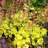Heihēra 'Northern Exposure Lime' /Heuchera sanguinea/ - P12 kont.