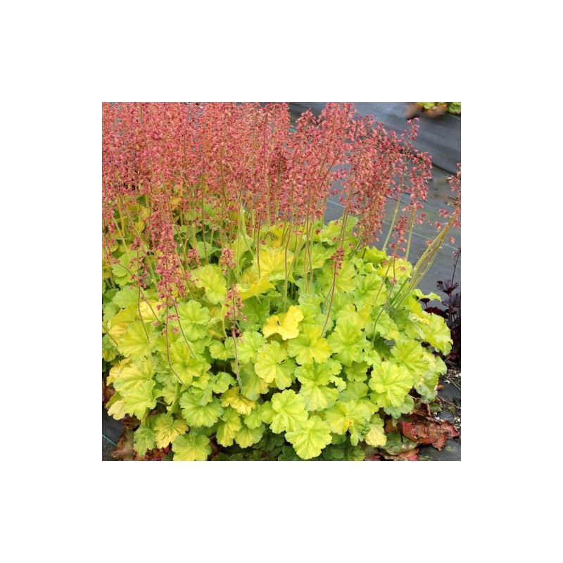 Heihēra 'Northern Exposure Lime' /Heuchera sanguinea/ - P12 kont.