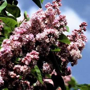Alyva  'Katherine Havemeyer' /Syringa vulgaris/- P9 kont.