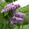 Alyva  'Katherine Havemeyer' /Syringa vulgaris/- P9 kont.