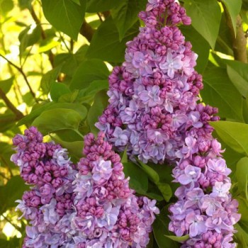 Alyva  'Katherine Havemeyer' /Syringa vulgaris/- P9 kont.