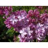 Ceriņš 'Belle de Nancy' /Syringa vulgaris/- P9 kont.