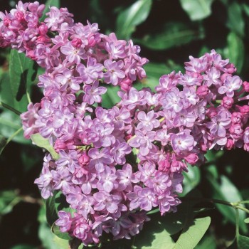 Ceriņš 'Belle de Nancy' /Syringa vulgaris/- P9 kont.
