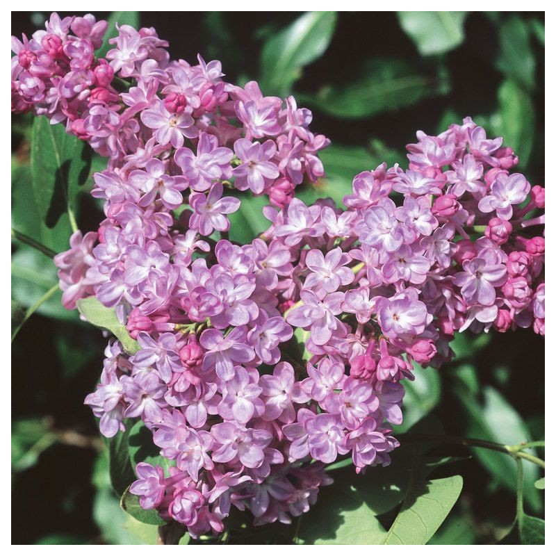 Ceriņš 'Belle de Nancy' /Syringa vulgaris/- P9 kont.