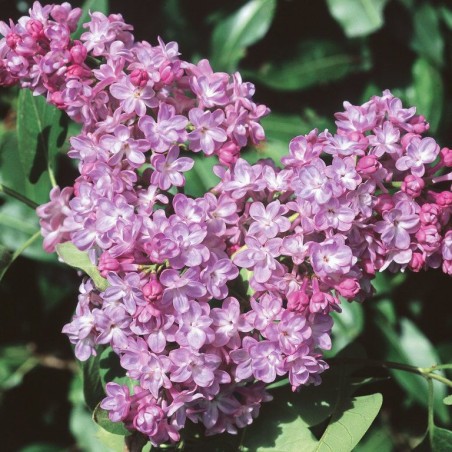 Ceriņš 'Belle de Nancy' /Syringa vulgaris/- P9 kont.