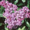 Ceriņš 'Belle de Nancy' /Syringa vulgaris/- P9 kont.