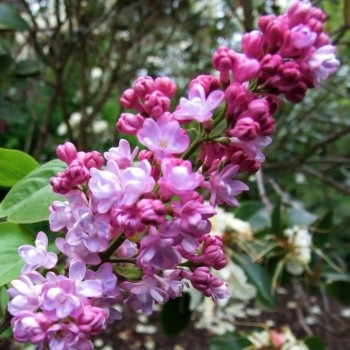 Ceriņš 'Belle de Nancy' /Syringa vulgaris/- P9 kont.