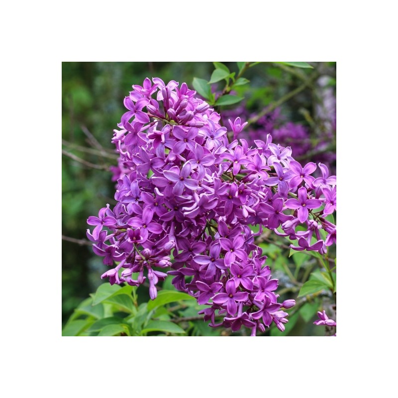 Alyva 'Saugeana' /Syringa x chinensis/- P9 kont.
