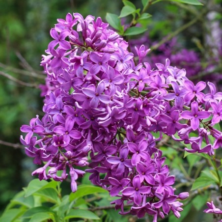 Ceriņš, Ķīnas 'Saugeana' /Syringa x chinensis/- P9 kont.