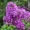 Ķīnas ceriņš 'Saugeana' /Syringa x chinensis/- P9 kont.