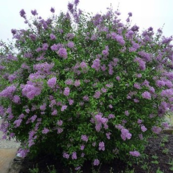 Ķīnas ceriņš 'Saugeana' /Syringa x chinensis/- P9 kont.