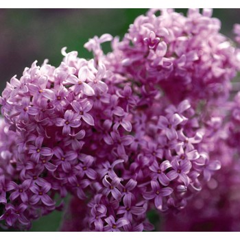 Alyva 'Saugeana' /Syringa x chinensis/- P9 kont.