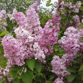 Hiacinšu ceriņš 'Maidens Blush' /Syringa x hyacinthiflora/- P9 kont.