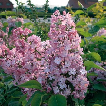 Hiacinšu ceriņš 'Maidens Blush' /Syringa x hyacinthiflora/- P9 kont.