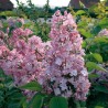 Hiacinšu ceriņš 'Maidens Blush' /Syringa x hyacinthiflora/- P9 kont.